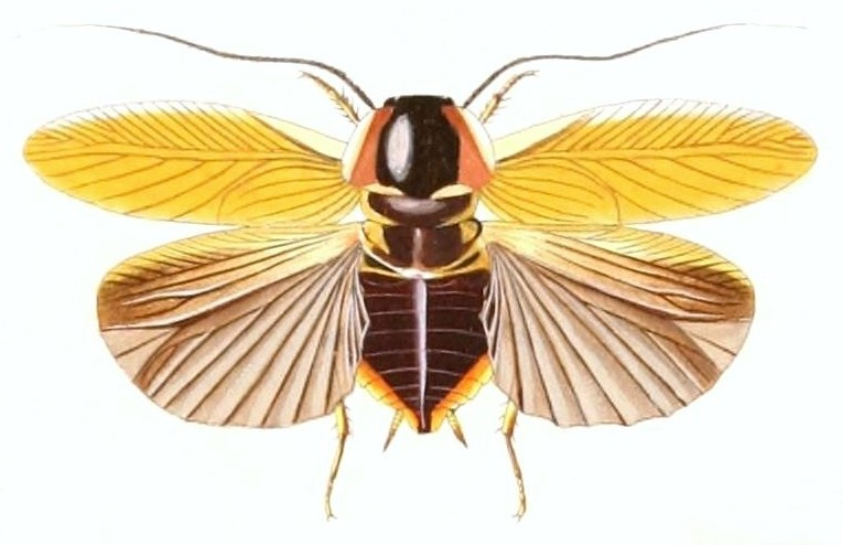Theganopteryx_tricolor.png