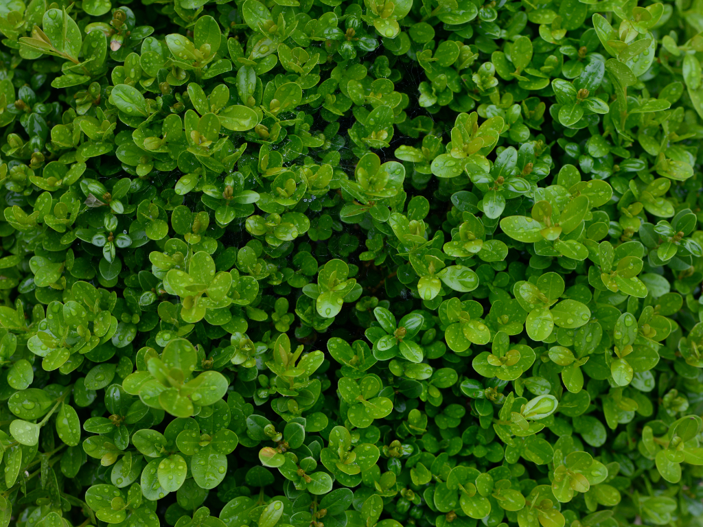 tabakrolletjie/images/textures/shrub.png